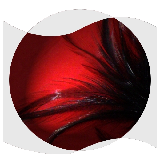 Federn - Homepage